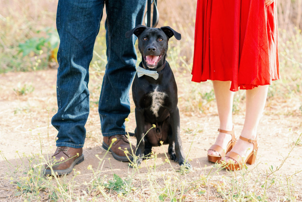 Tips to include your pet in your photo session