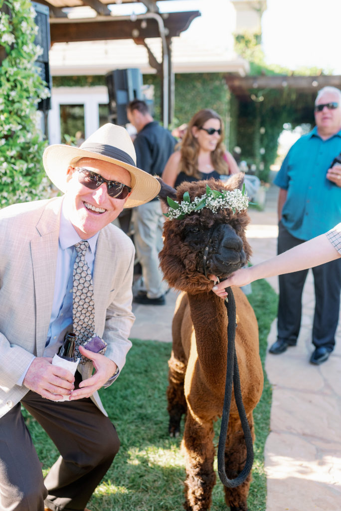 llama at wedding 